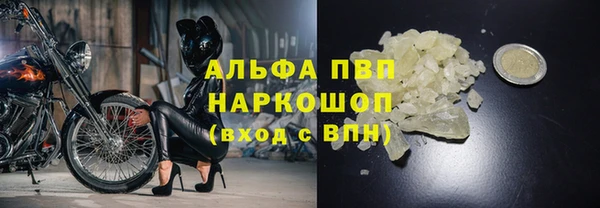 индика Новозыбков