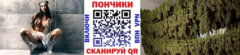 Шишки марихуана марихуана  Новозыбков 
